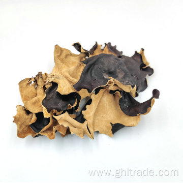 Black Fungus With White Back